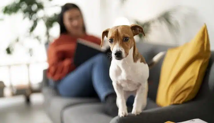 Les critères pour choisir la bonne assurance pour votre chien