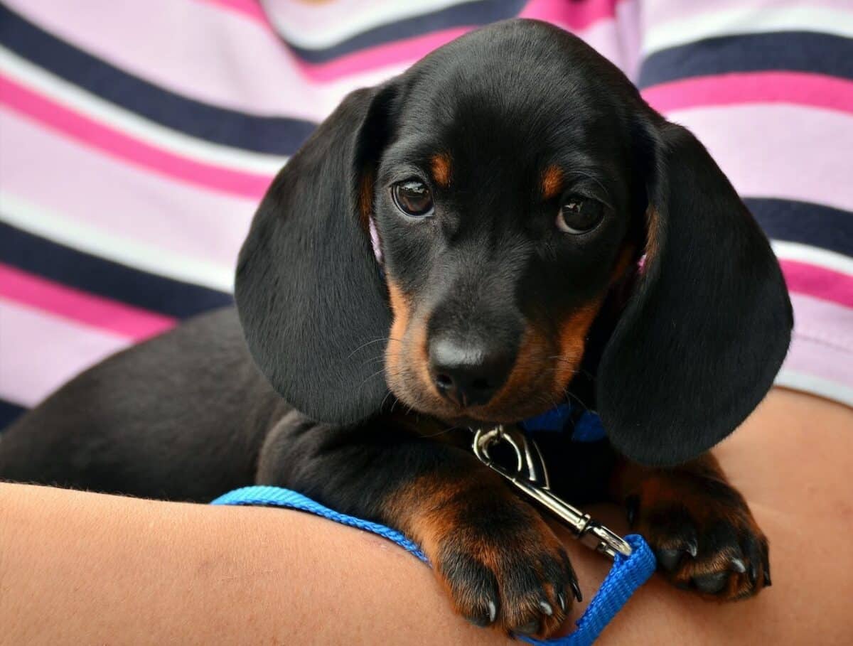 Les critères pour choisir la bonne assurance pour votre chien