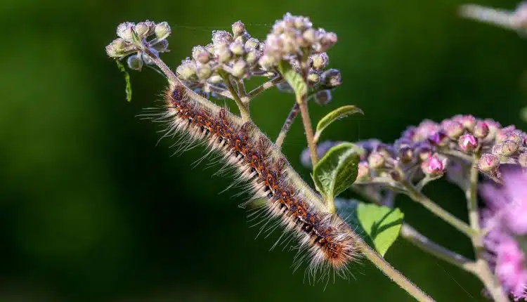 Comment contrôler la chenille processionnaire avec une aide professionnelle ?