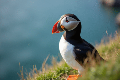Mouette perchée sur une falaise en plein jour avec couleurs vives